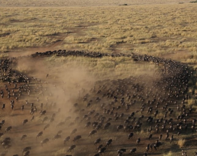 Best Time To Visit The African Safari for The Great Migration