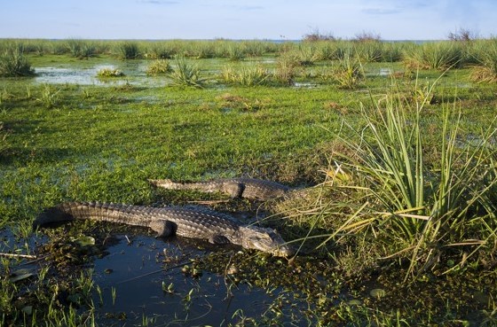 argentina outdoor adventures - ibera wetlands