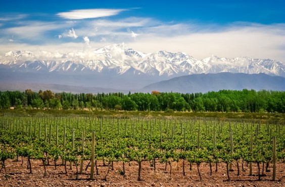 holiday in argentina - mendoza wine region