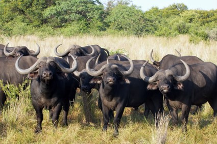 Kruger National Park Big 5 - Buffalo