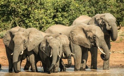 Kruger National Park Big 5 - Elephant