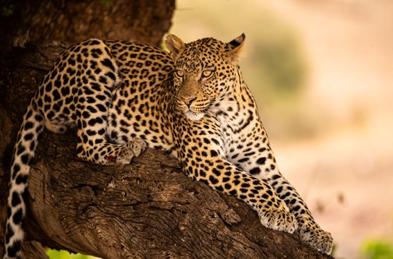 Kruger National Park Big 5 - Leopard