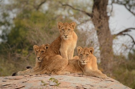 Kruger National Park Big 5 - Lion