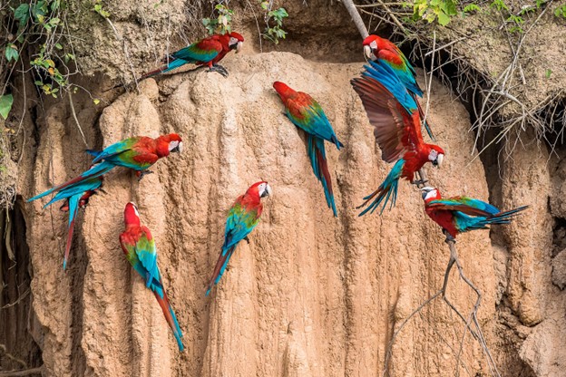 peruvian amazon adventure - clay licks macaw