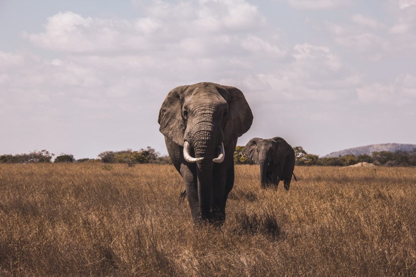 Kruger National Park Safari Big 5 - elephant heard