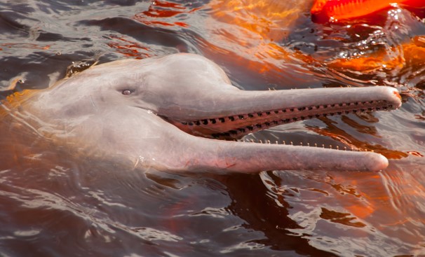 peruvian amazon adventure - pink river dolphin