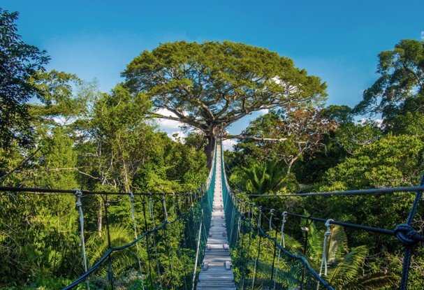 peruvian amazon adventure - canopy walk