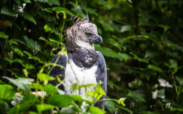 peruvian amazon adventure - harpy eagle peru birding