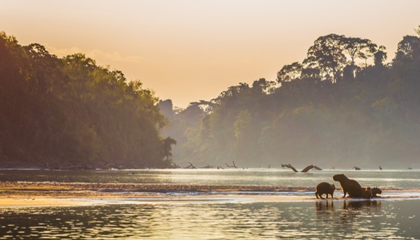 peruvian amazon adventure - manu national park