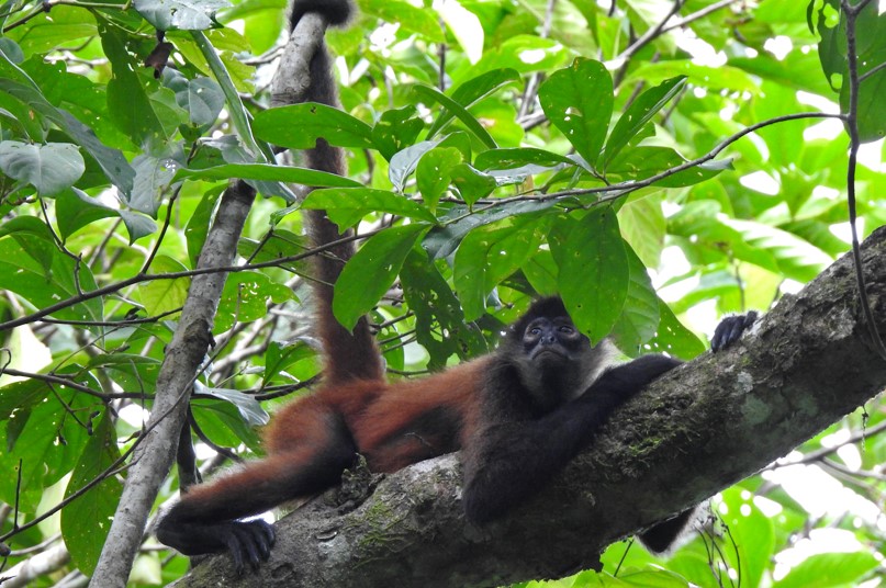 peruvian amazon adventure - howler monkey