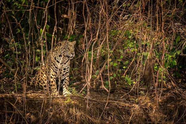 peruvian amazon adventure - jaguar