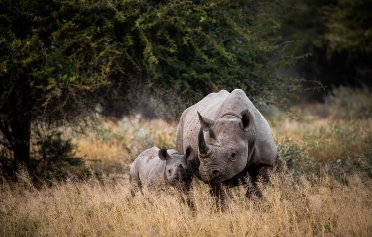 Kruger National Park Big 5 - Rhino