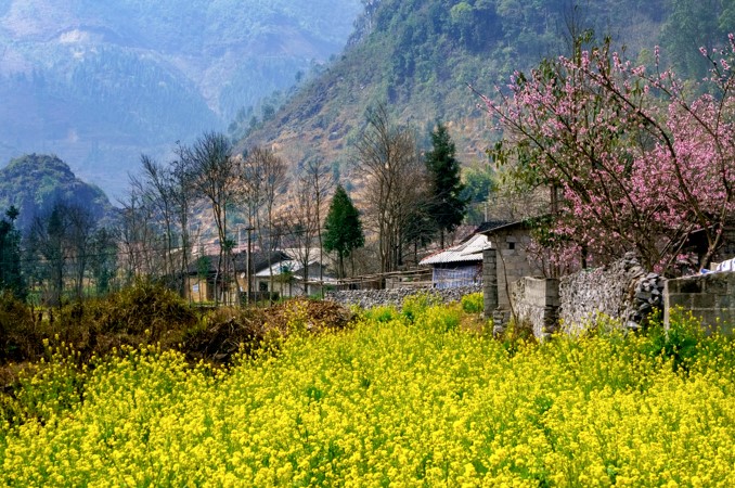 canola fields ha giang private tour