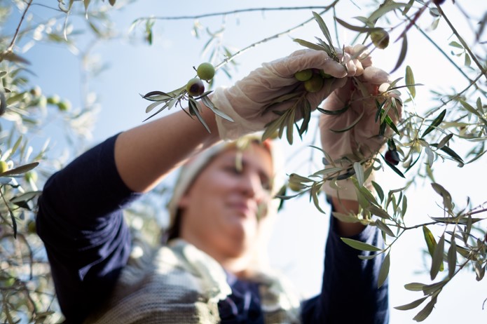 olive grove farm private tour in jordan