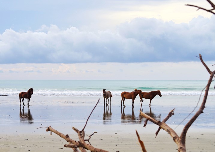 sumba island indonesia private tour - wild sandalwood horses on private beach