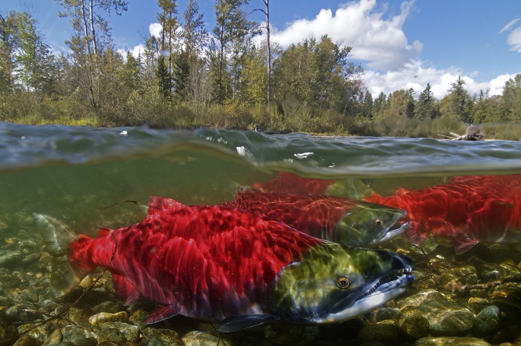 the great salmon migration canada - private tour