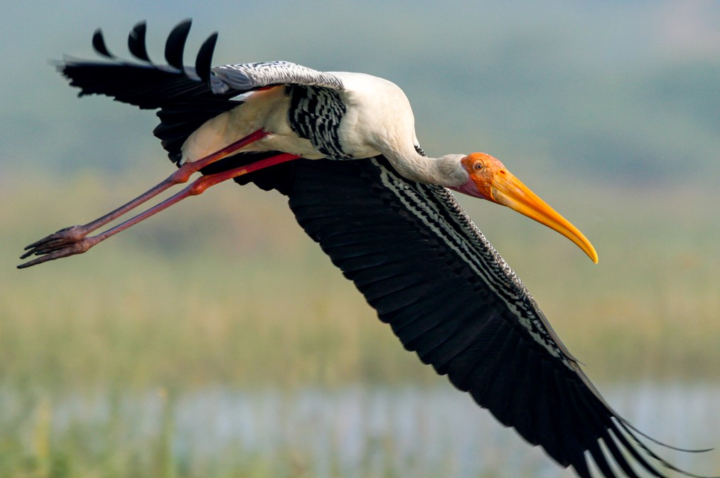 Tonle Sap - Feathers In Flight » Beyond Footprints Travel Singapore