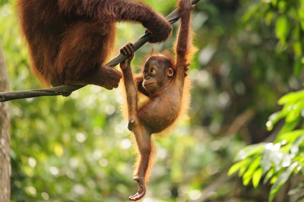 wild orangutan observation private tour in sumatra indonesia