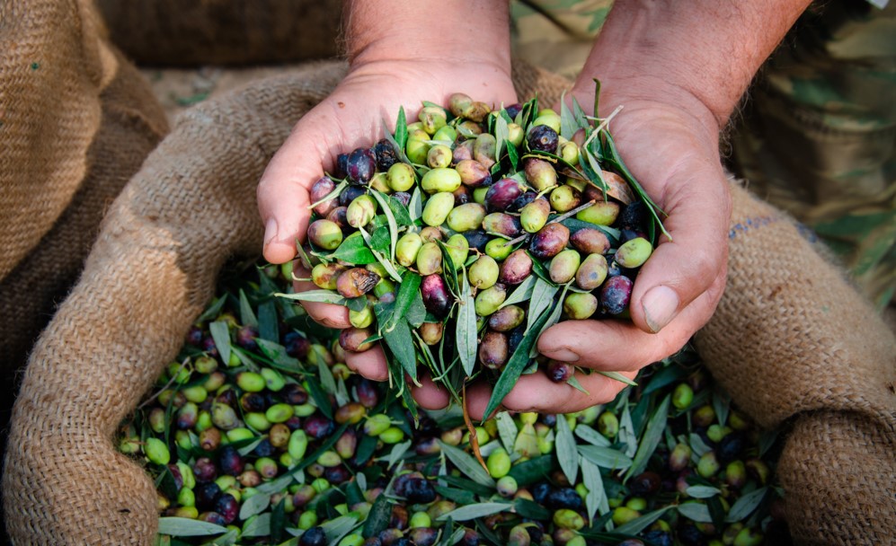 jordan olive grove farm private tour - tree to table experience