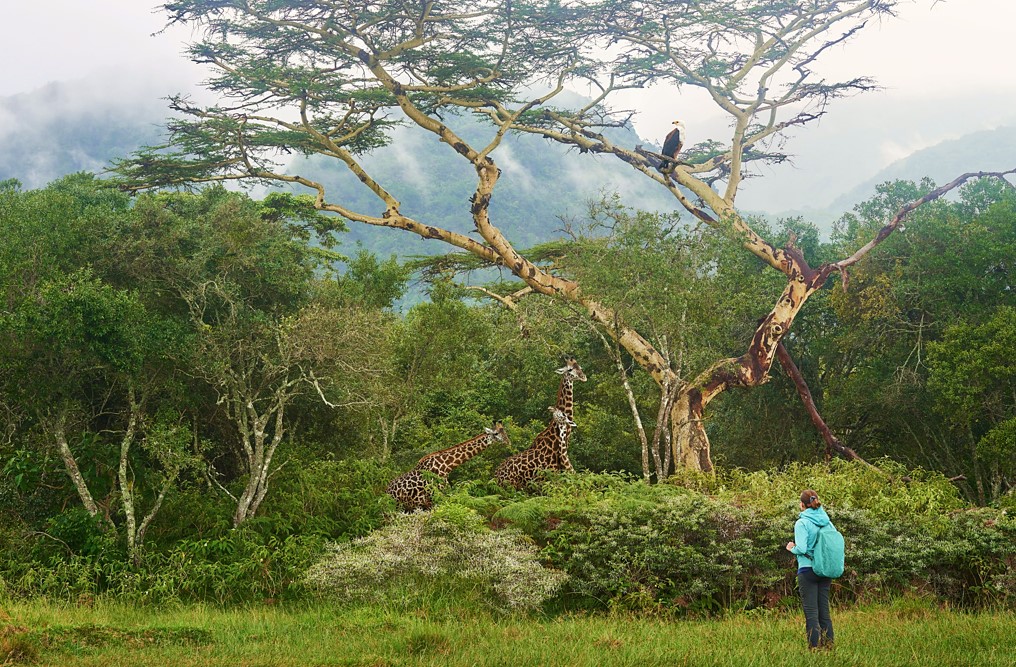 walking safari experience kenya and tanzania - luxury safari holiday