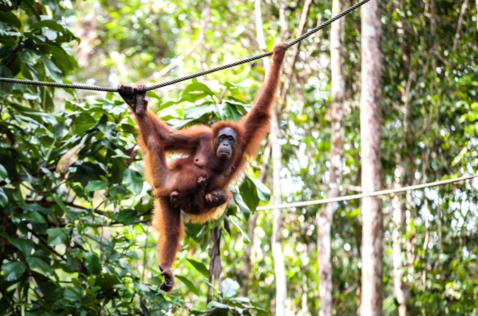 private tour to visit sumatran orangutan in indonesia