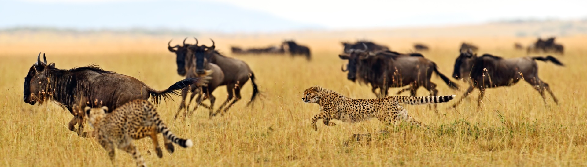 Cheetah,Masai,Mara,National,Park,In,Kenya