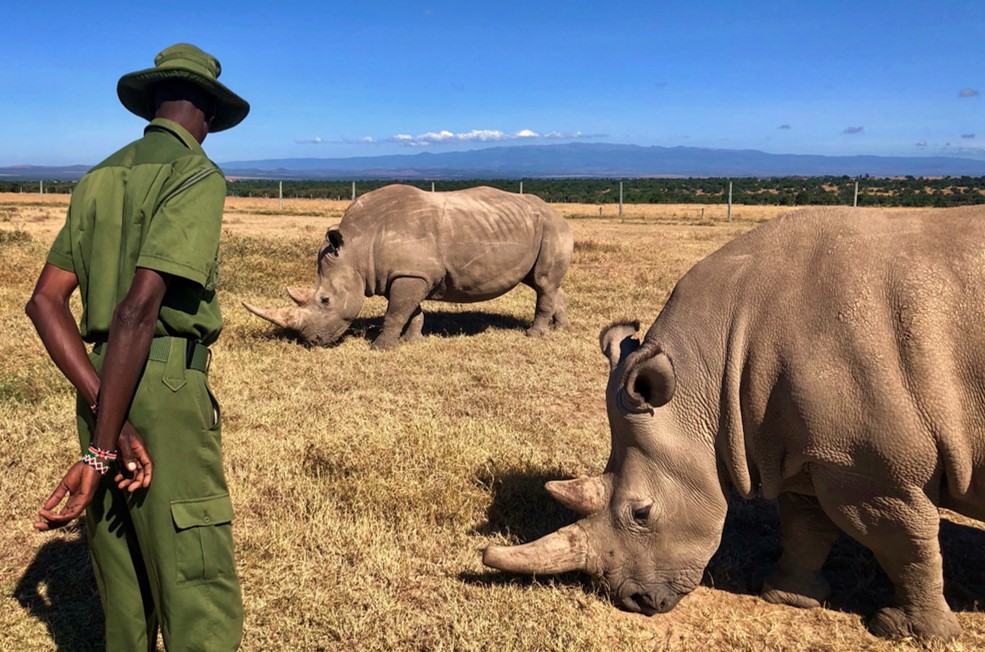 Ol Pejeta Conservancy Lasy 2 Northern White Rhino