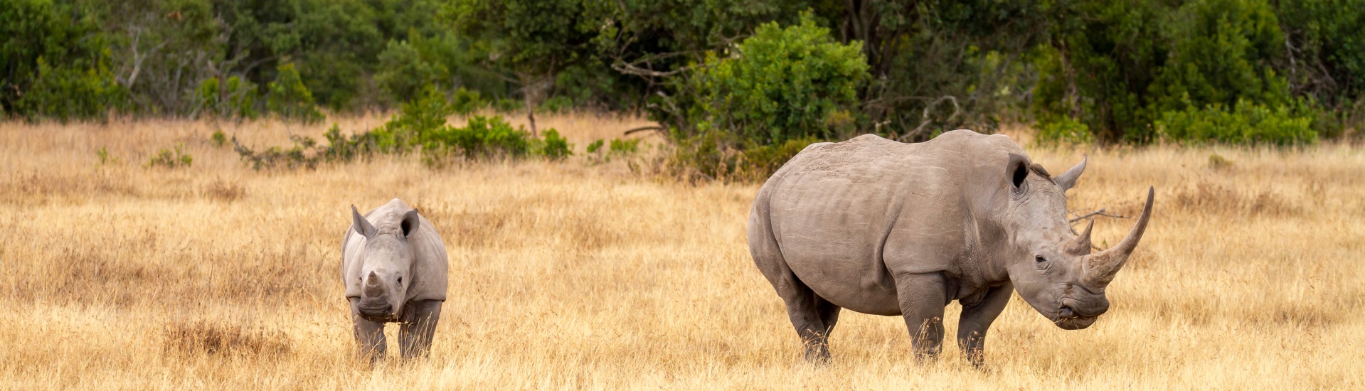 Ol Pejeta Conservancy Safari Tours