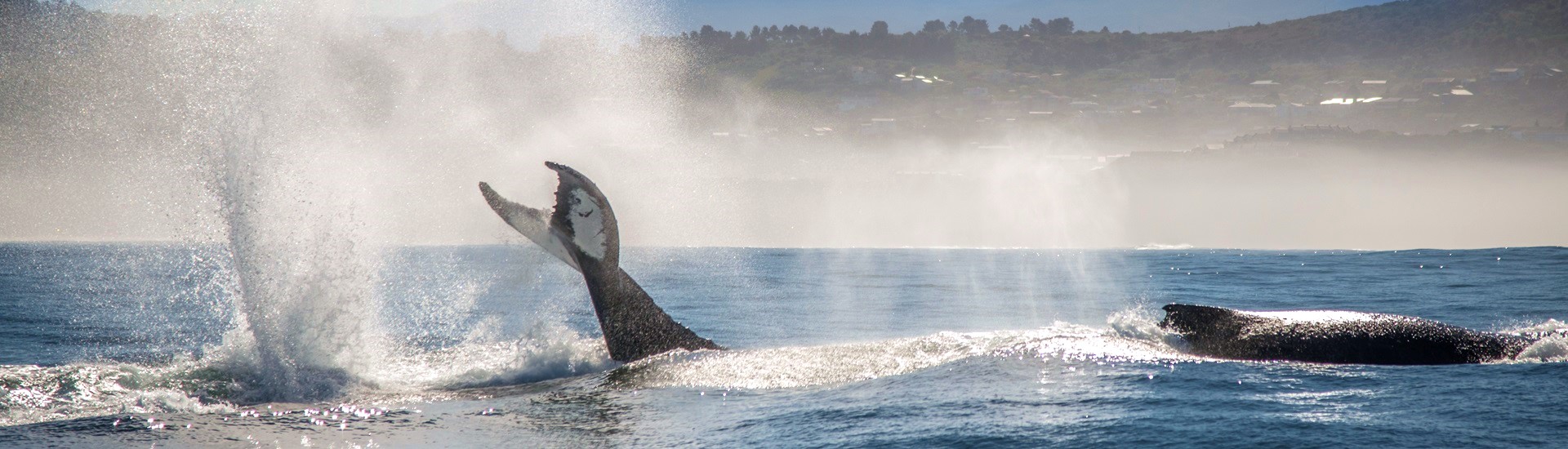 Hermanus Cape Whale Coast Viewing