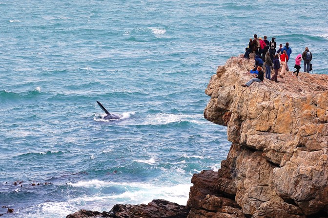 Hermanus Cape Whale Coast Whale Watching