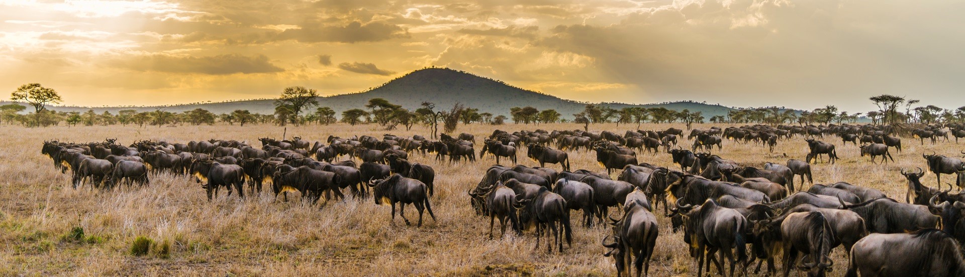 Best of Tanzania – Private Luxury Safari Tour Package & Price