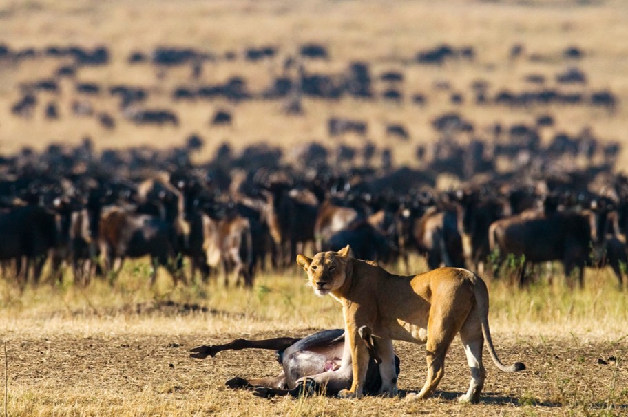 Best of Tanzania – Private Luxury Safari Tour Package & Price