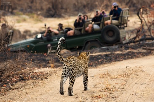 Sabi Sands Game Reserve Safari Game Drive