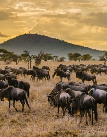 Best of Tanzania – Private Luxury Safari Tour Package & Price