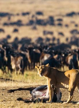 Best of Tanzania – Private Luxury Safari Tour Package & Price