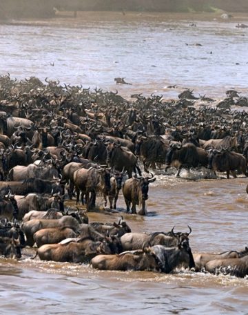 The Great Migration Safari Tours And Trips Tanzania